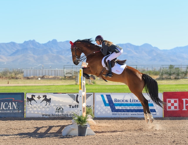 Boosting Confidence and Safety: The Power of Wing Standards in Horse Jumping